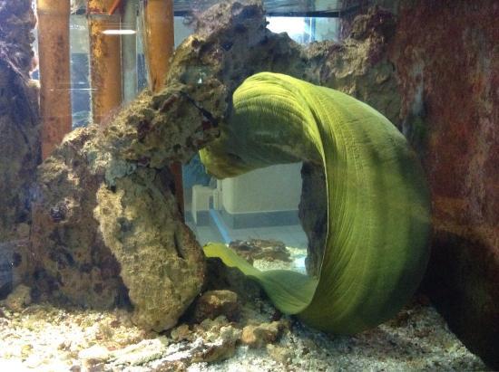 Alghero akvarium